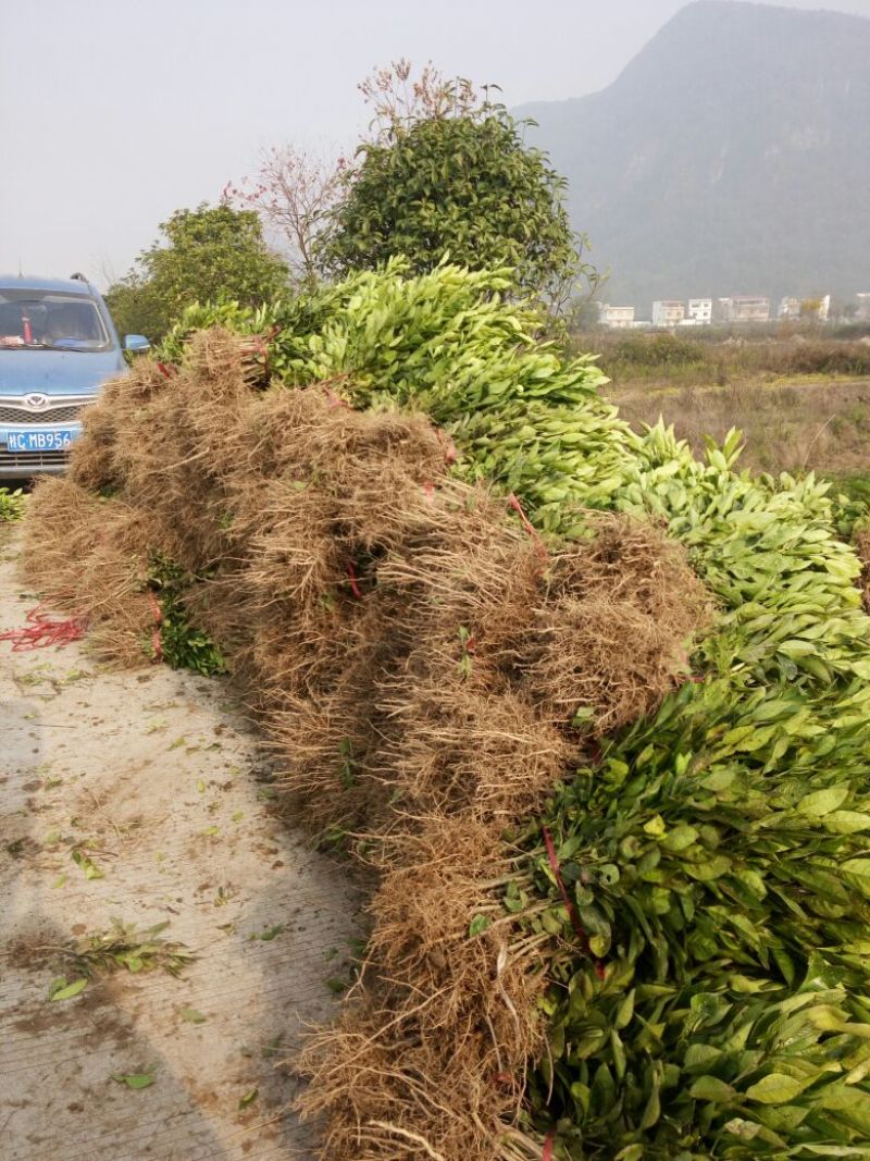 毛桃树苗30cm以下