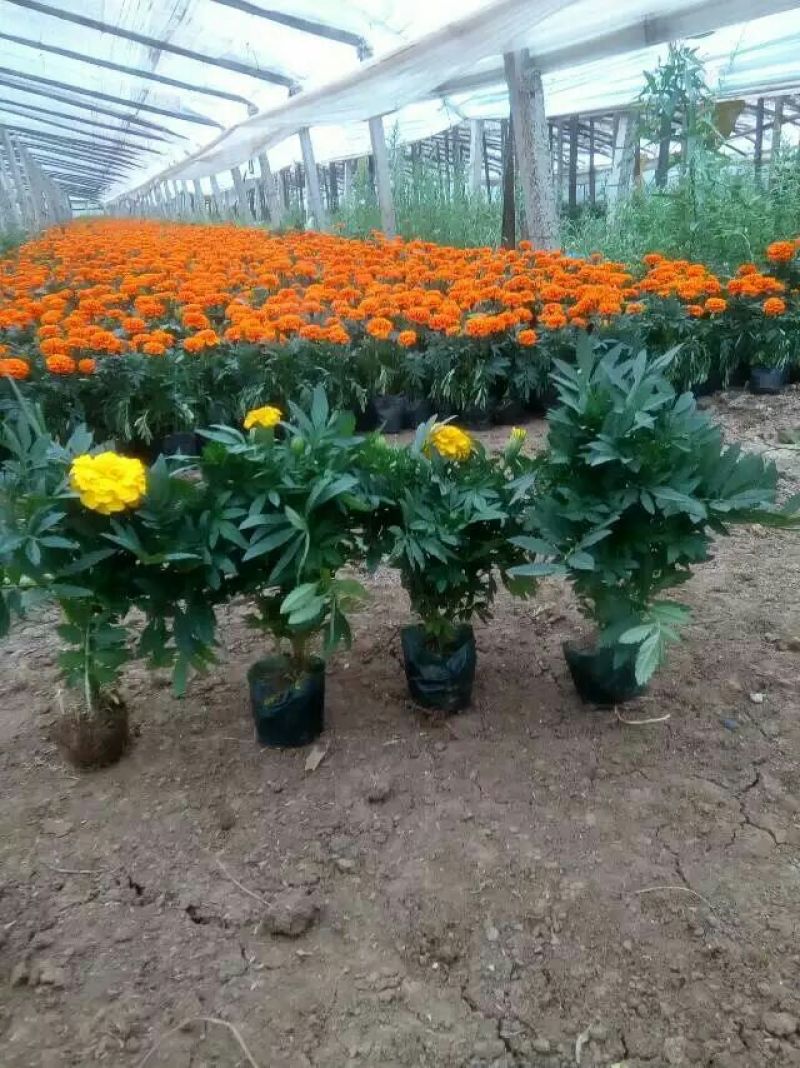 孔雀草