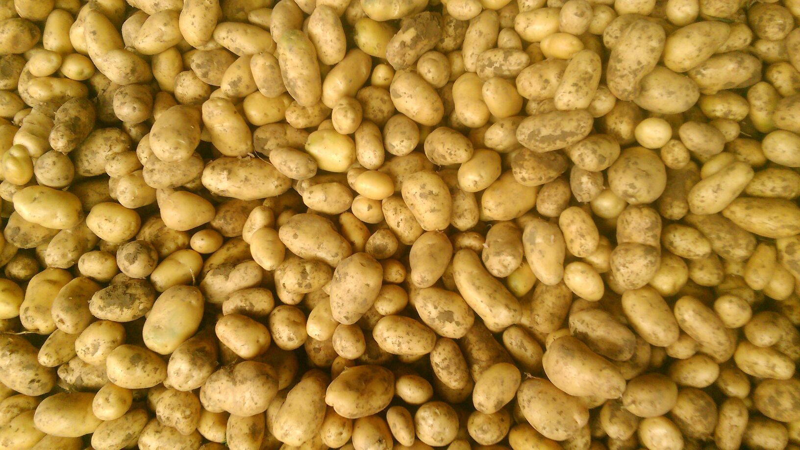 南村蔬菜批发市场荷兰十五土豆 2两以上批发_