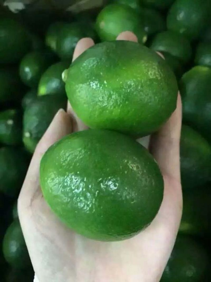 柠檬2~2.6两