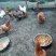 土鸡蛋