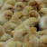 麻鸡苗250克以下出壳苗