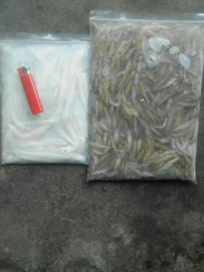 河虾冰鲜虾26~30只/kg