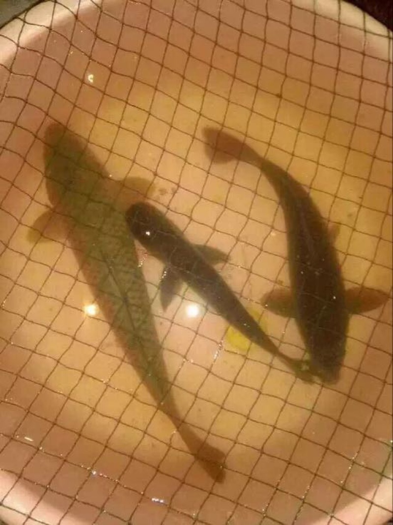 野鲤