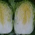 黄心白菜4~6斤