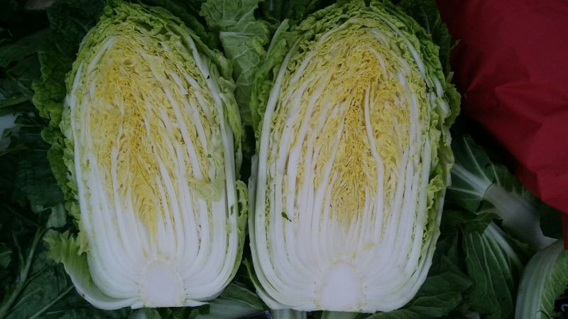 黄心白菜4~6斤