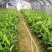 香蕉苗威廉斯B6香蕉苗