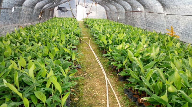 香蕉苗威廉斯B6香蕉苗