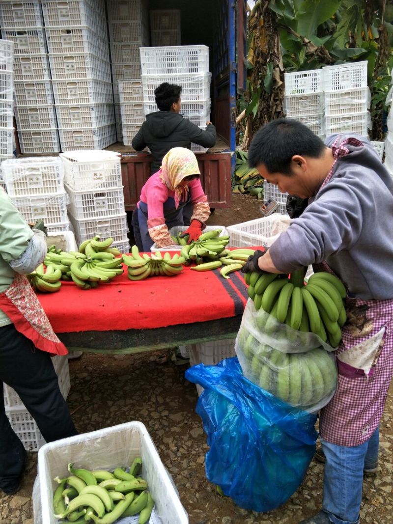 威廉斯香蕉八成熟