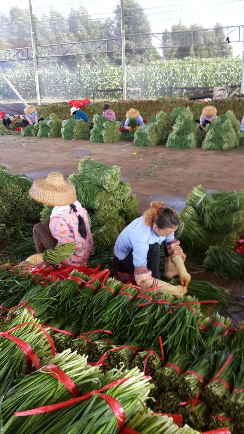 广东徐闻大量优质，精品韭菜常年供应质量保证欢迎实地考察