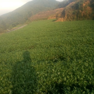 观音茶特级