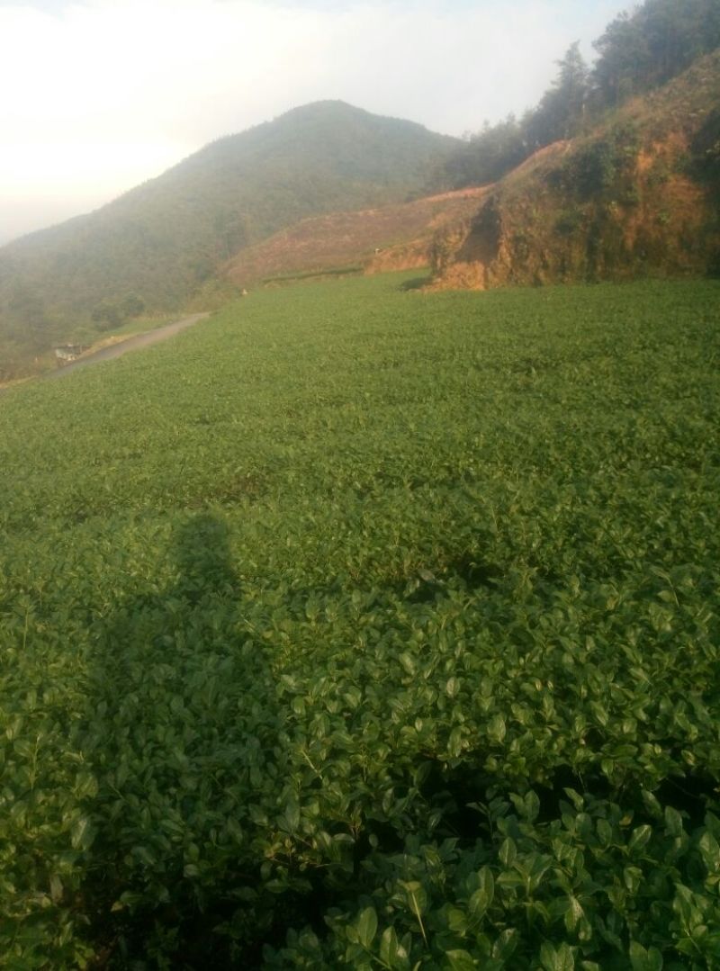 观音茶特级