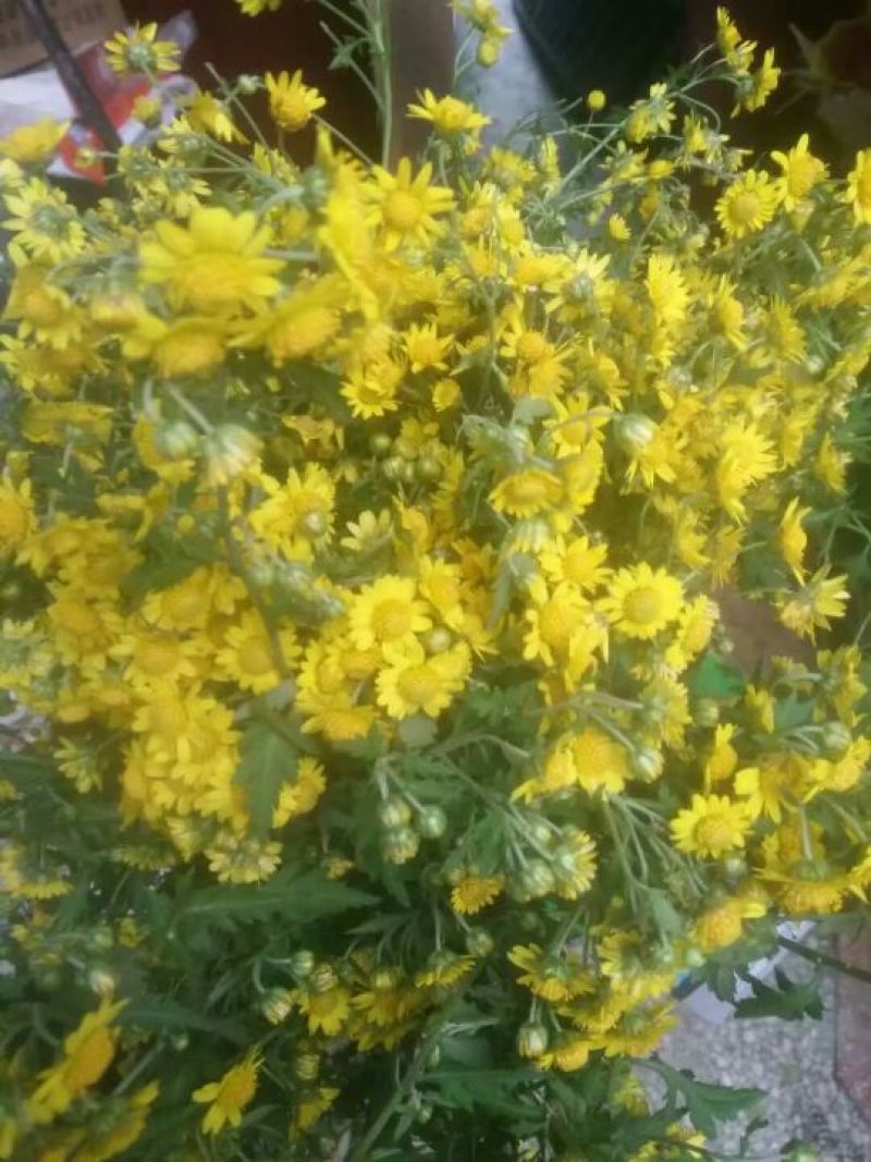 野菊花颗粒