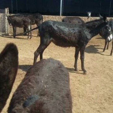 肉驴500斤以上