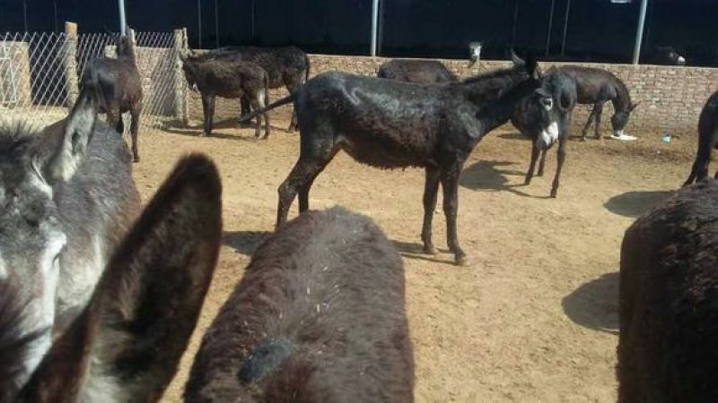 肉驴500斤以上