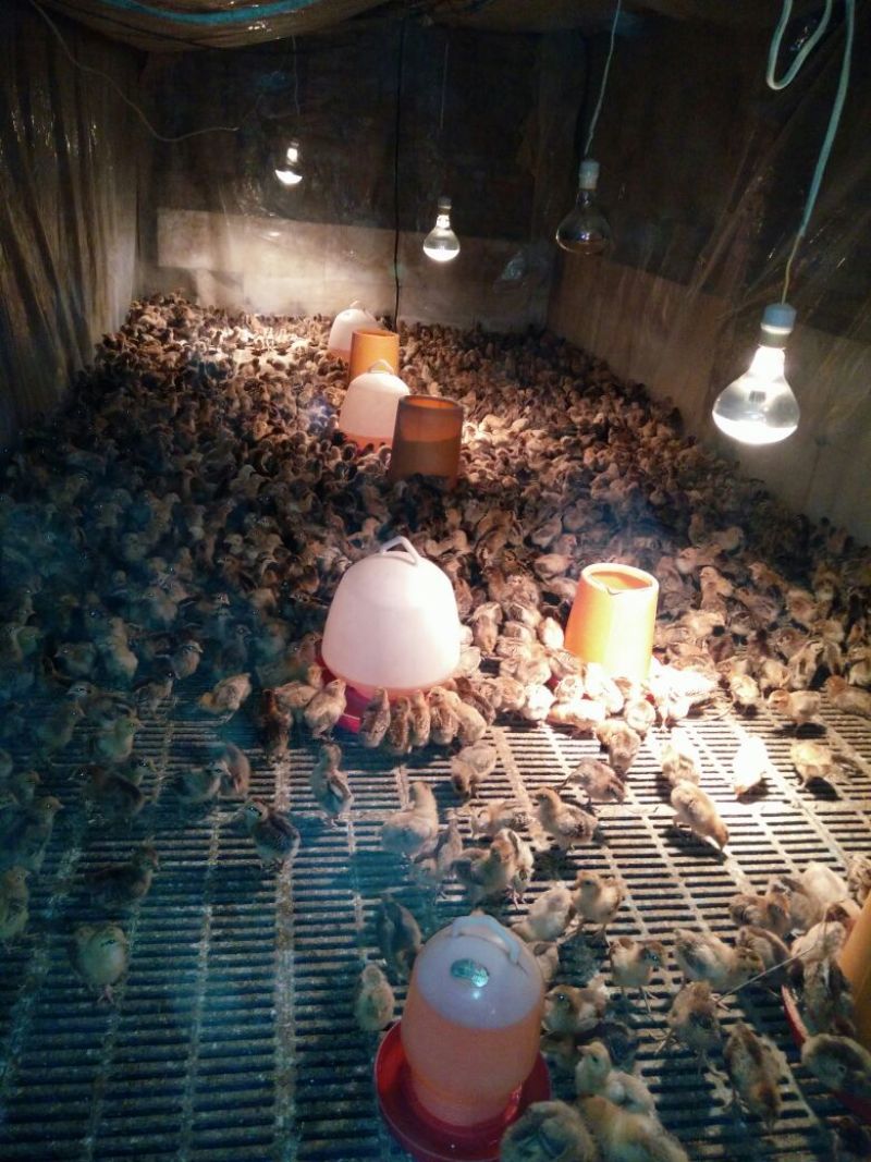 脱温鸡1斤以上