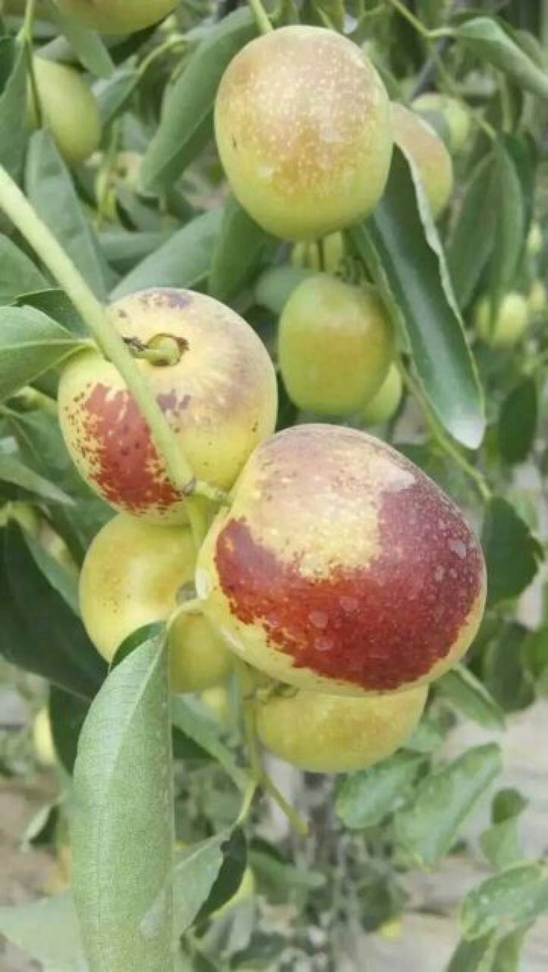 冬枣大荔冬枣大量上市供应