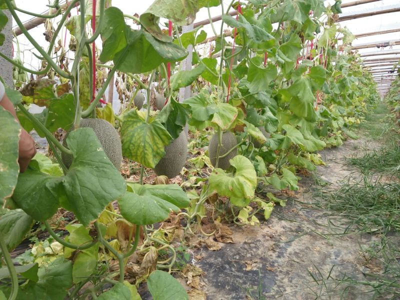 西州蜜瓜3斤以上椭圆形