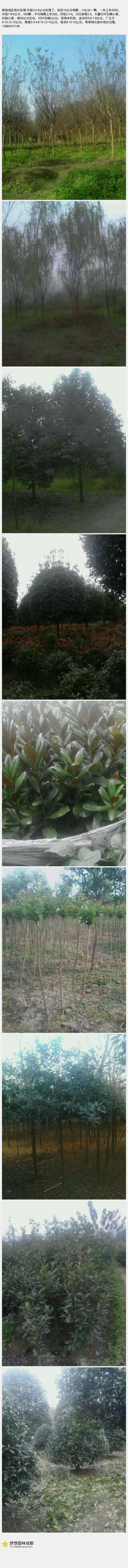 状元红桂花苗