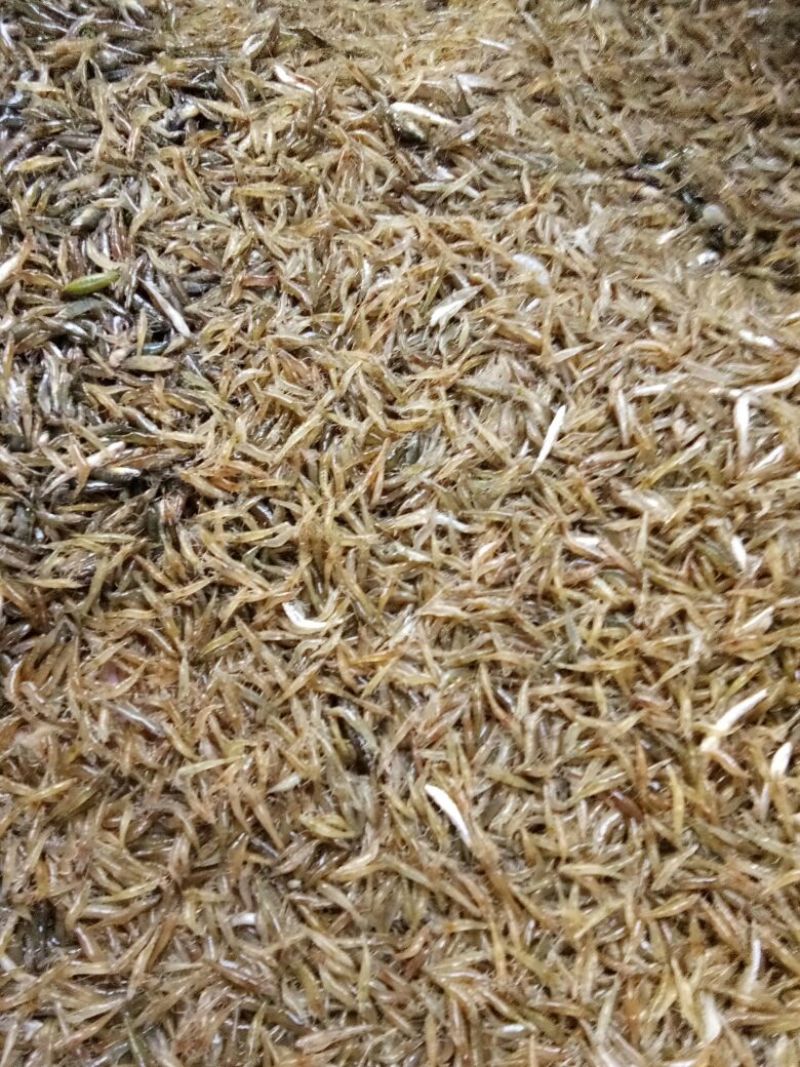 池鲤鱼食用1~2公斤