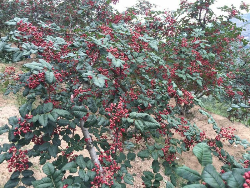 花椒苗1~2年