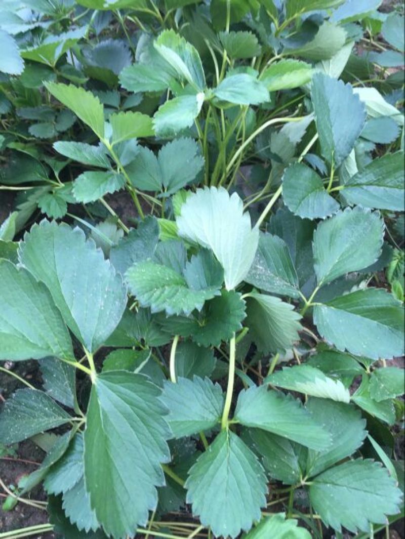 草莓苗10~20cm