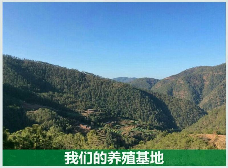 云南彝族黑山羊40~60斤/头，公母羊