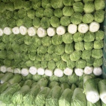 北京新三号大白菜（窖藏）大量供应，货源充足