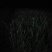 韭黄头茬30~40公分