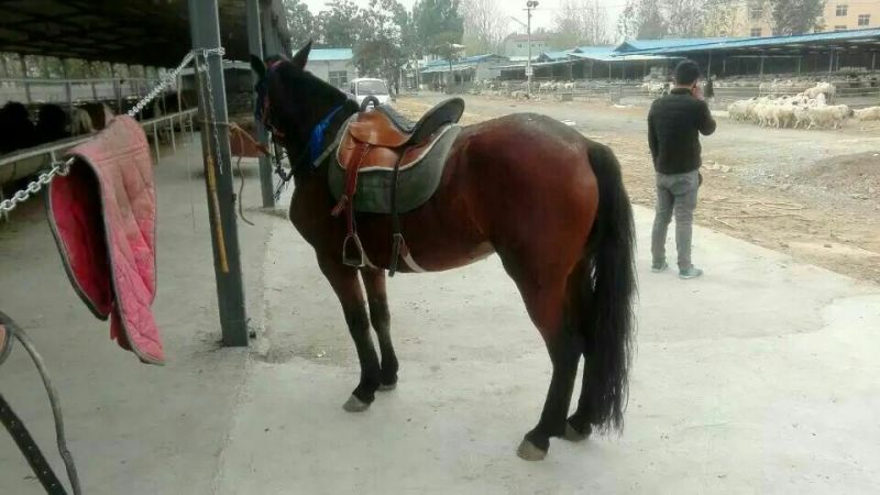 汗血马