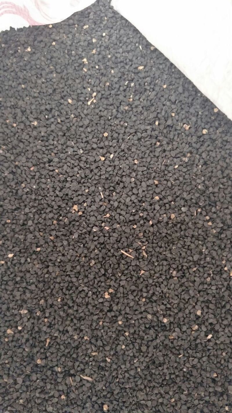 紫皮洋葱种子75%以上