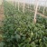 大叶菠菜15~20厘米