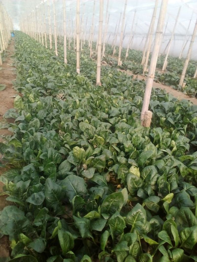 大叶菠菜15~20厘米