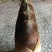 毛竹春笋15~20cm