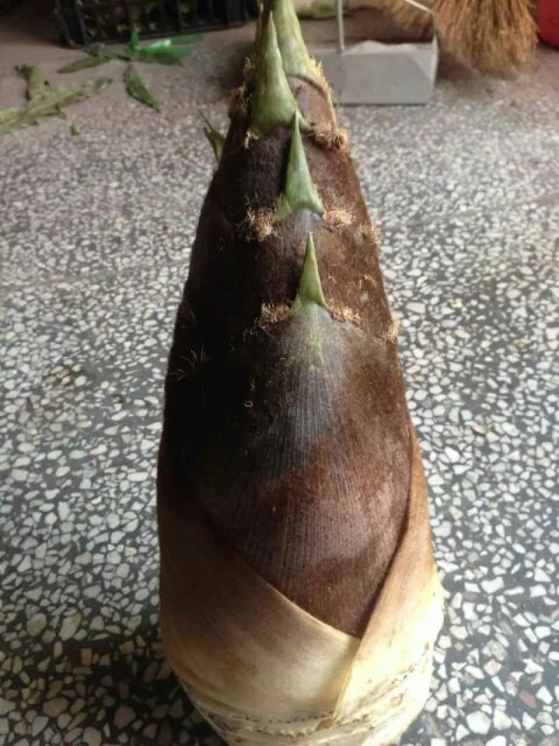 毛竹春笋15~20cm