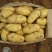 日照荷兰十五土豆3两以上冷库土豆批发大量有货