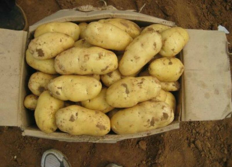 日照荷兰十五土豆3两以上冷库土豆批发大量有货
