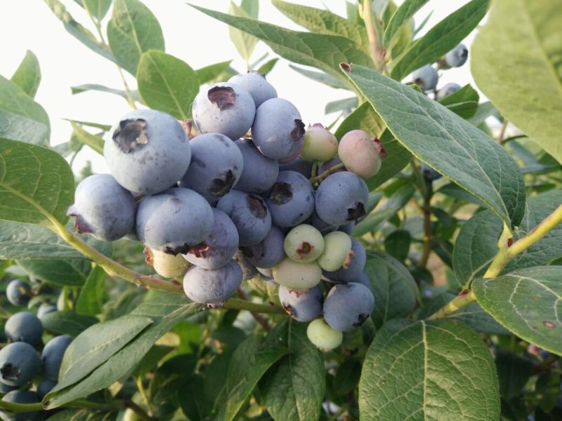 蓝莓4~6mm以上