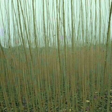 107杨树苗