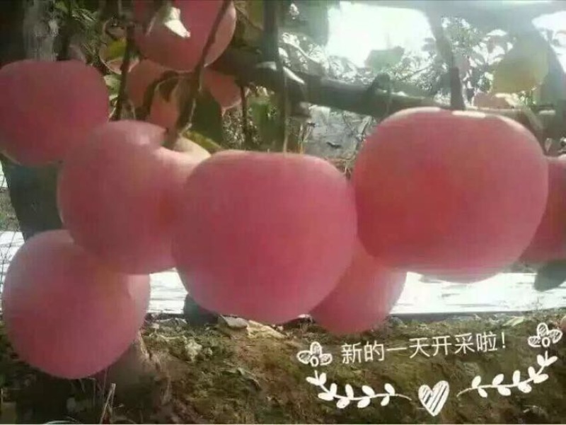 礼泉酥梨