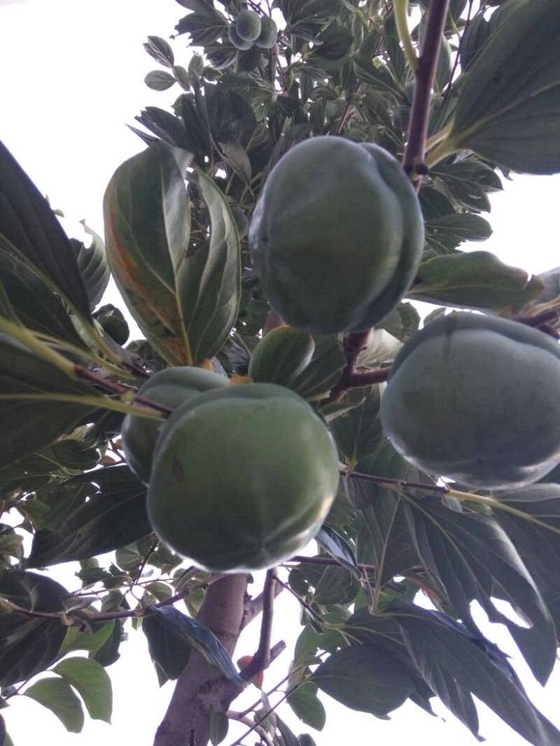 柿子树苗旺运苗木供应大秋阳丰甜柿苗，做柿饼的富平尖柿