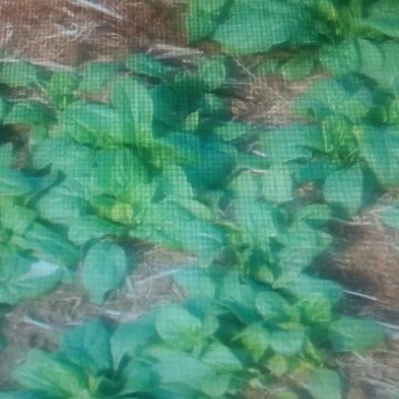 大叶菠菜10~15厘米