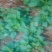 大叶菠菜10~15厘米