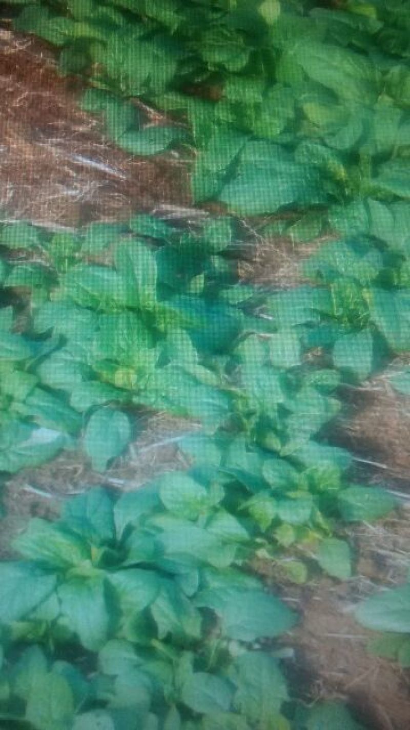 大叶菠菜10~15厘米