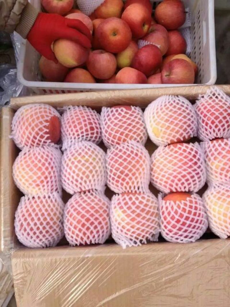 大荔县膜袋红富士苹果基地