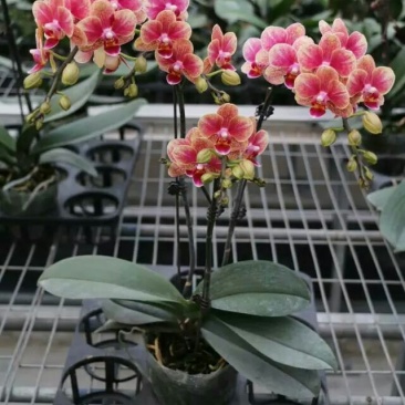 蝴蝶兰花，基地自产自销，一可以是批发价。