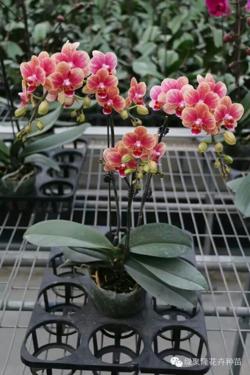 蝴蝶兰花，基地自产自销，一可以是批发价。