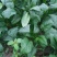 全能菠菜30~35厘米