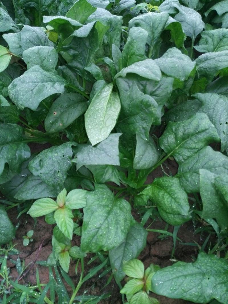 全能菠菜30~35厘米