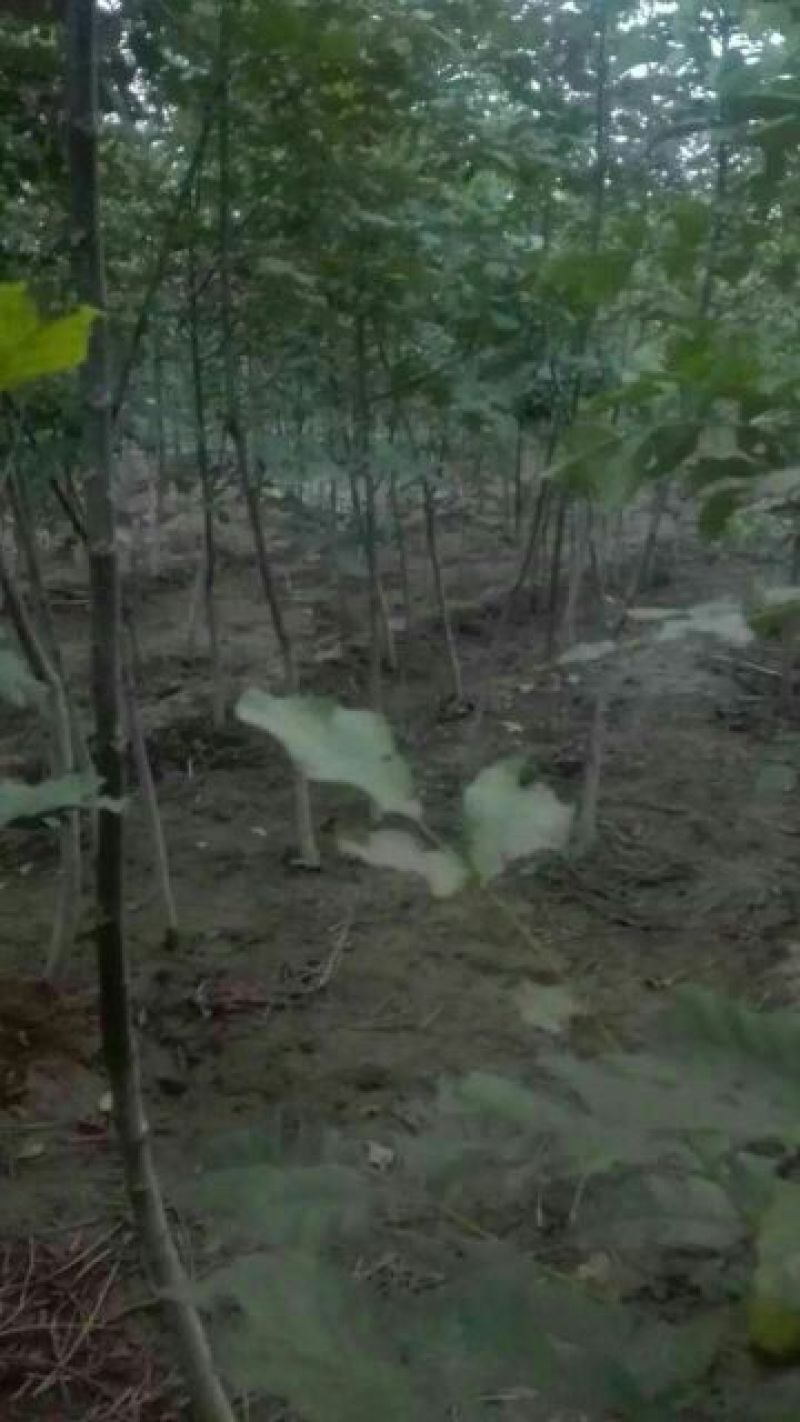 核桃苗三年苗50~100cm